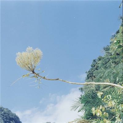霓虹面条手机版